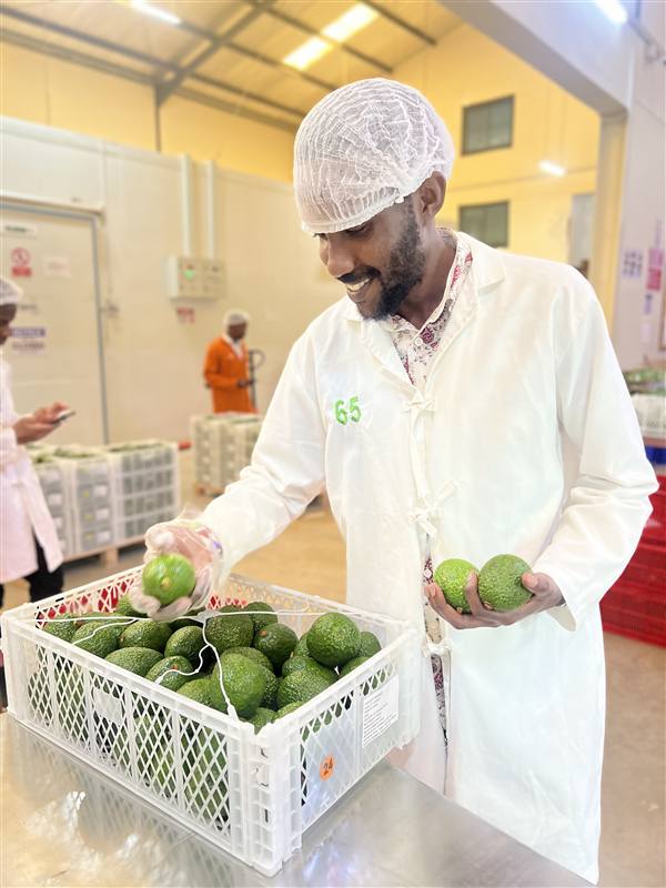 FarmMoja avocado quality inspection