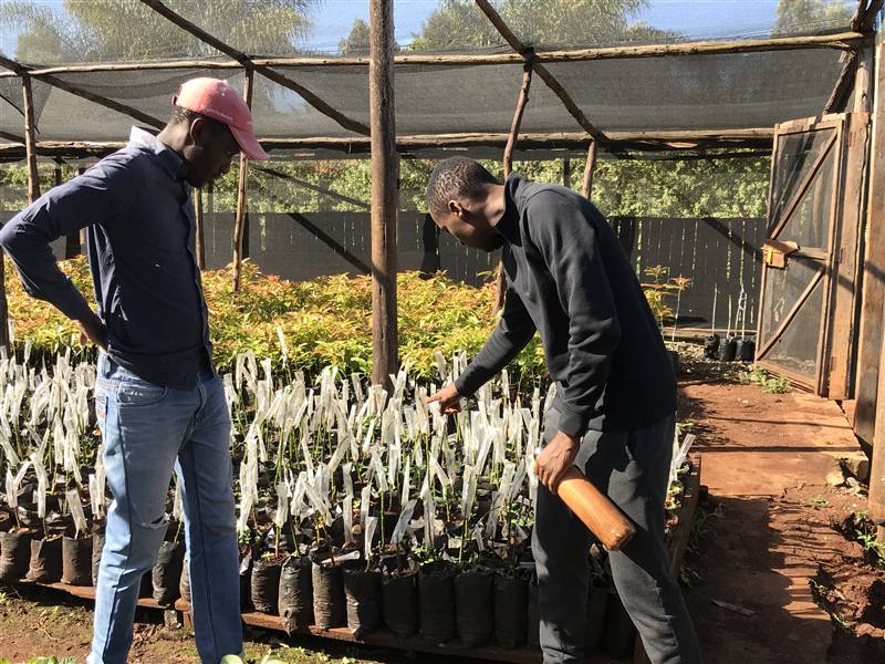 Certified Hass nursery, Kericho