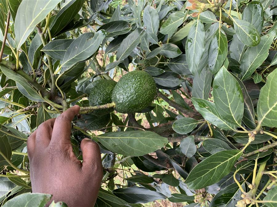 Hass avocados on tree, FarmMoja